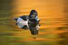 Ring-necked duck Art Print